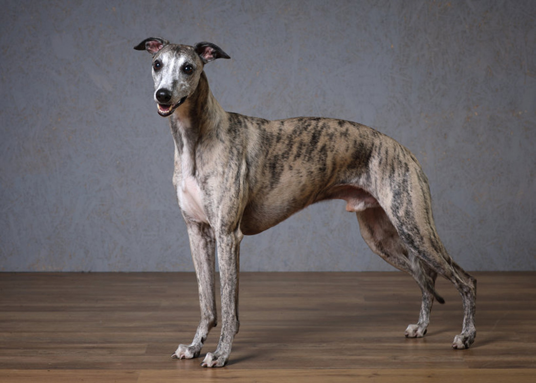 Whippet Whippet