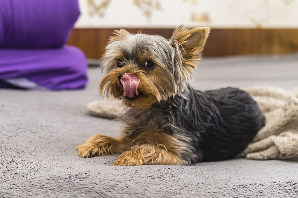 Yorkshire Terrier