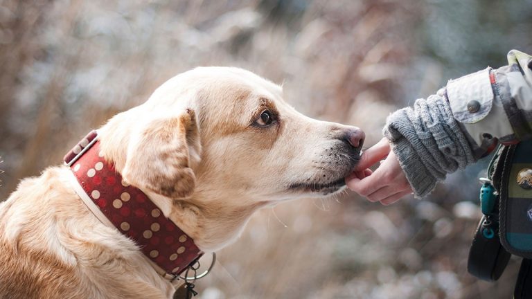 Agissez pour le bien-être de votre chien et le vôtre : souscrivez une mutuelle pour animaux