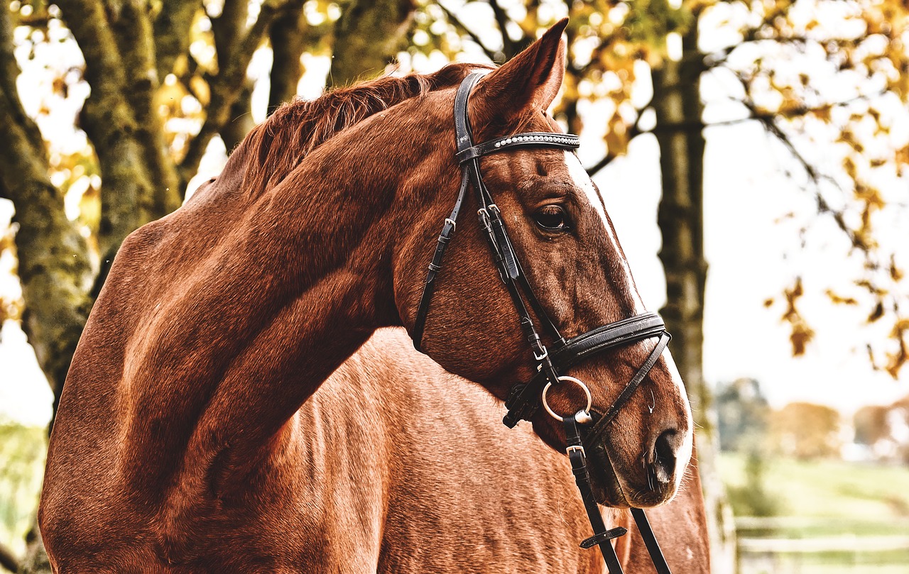 Quel mors choisir pour son cheval