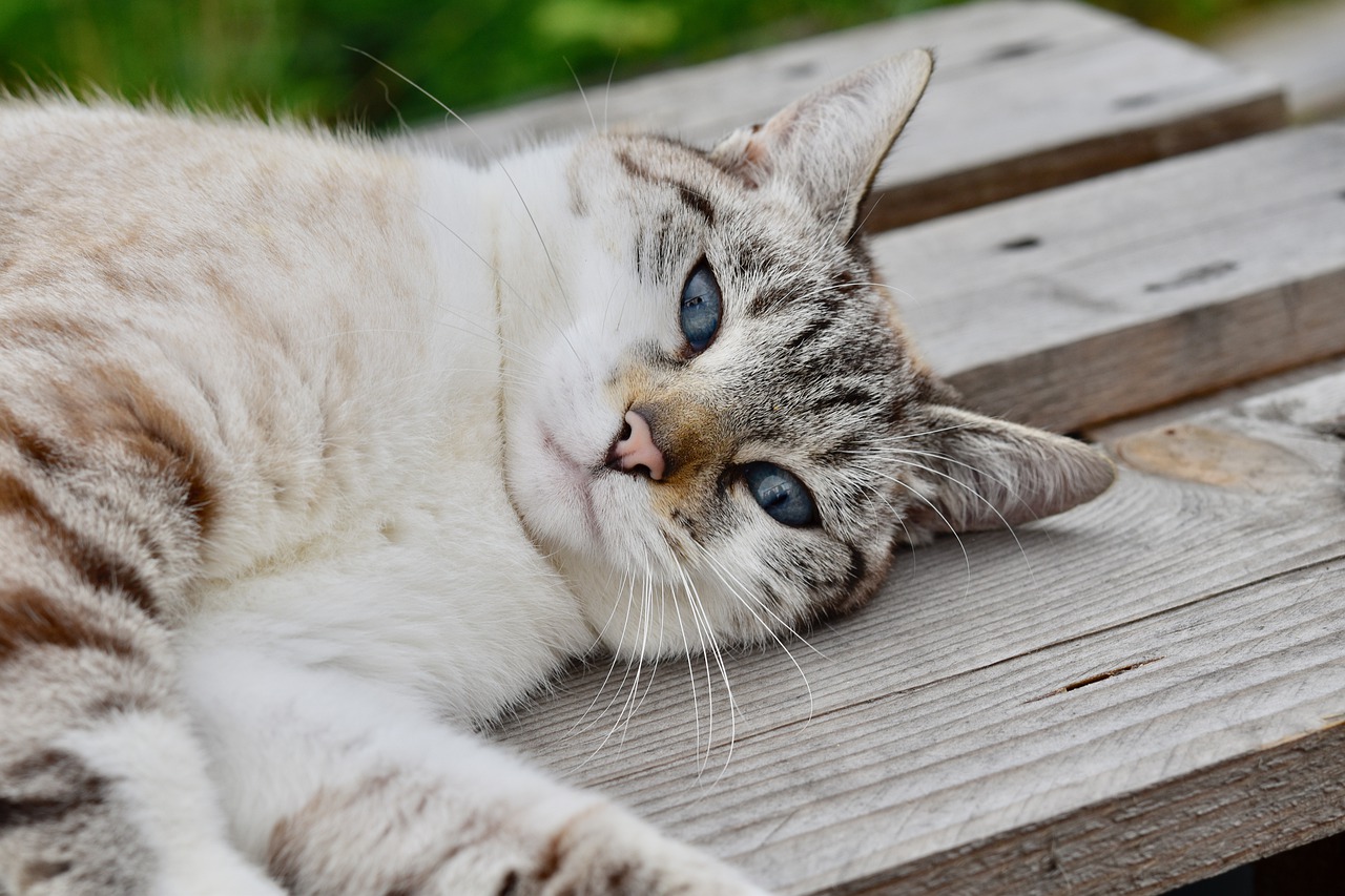 chat âgé