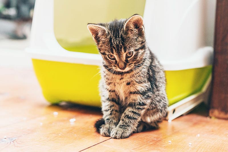chat refuse d’utiliser la litière