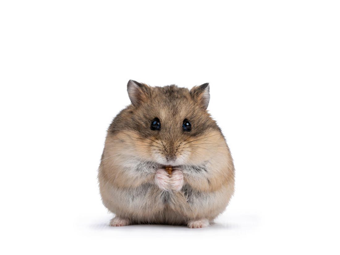 Hamster russe