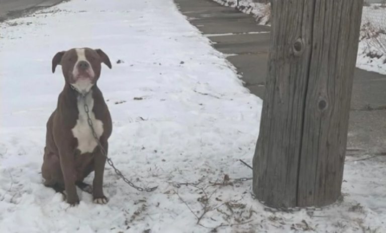 Un homme sauve un chien cruellement attaché dans le froid