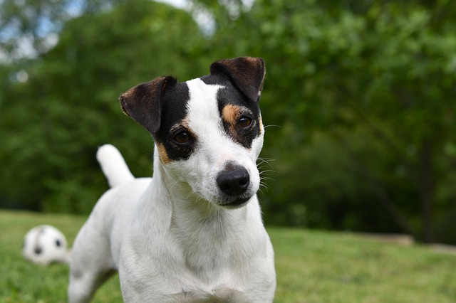 races chiens vivent longtemps