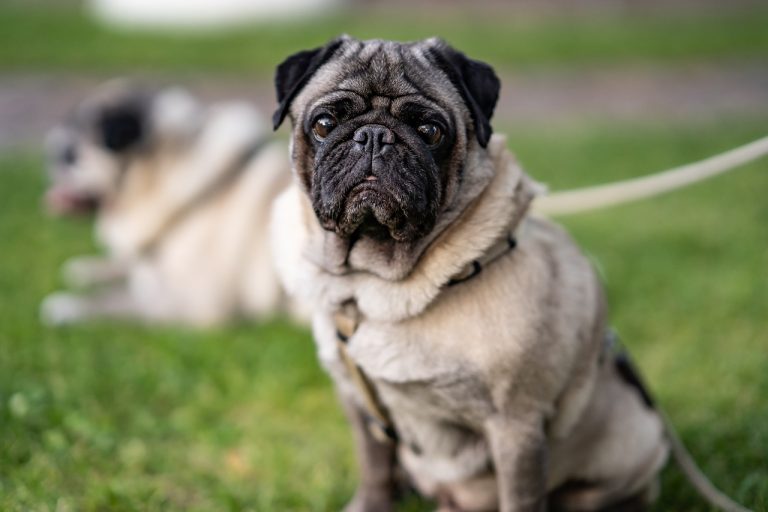 races de chien qui vivent le plus longtemps