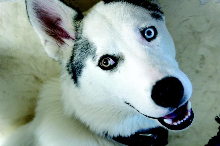 Les 5 races de chien les plus dures à éduquer !