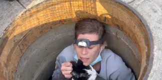 sauver un chat dans un égout