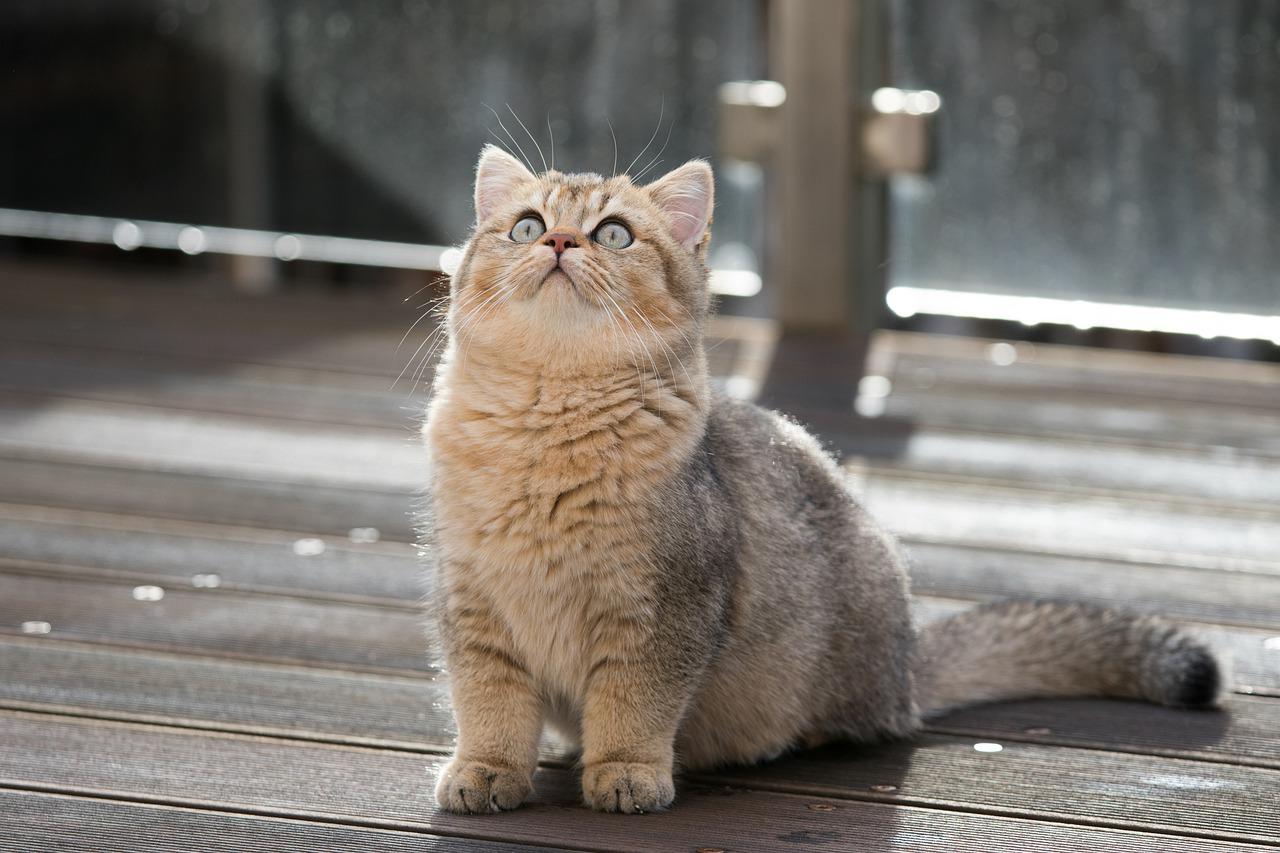 choses à ne pas faire chat