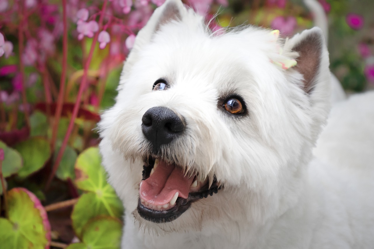 races de chien aboient plus