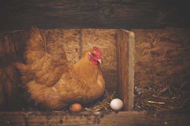 avoir poules pondeuses