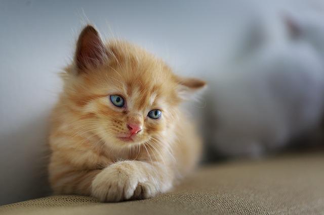 chat en dépression