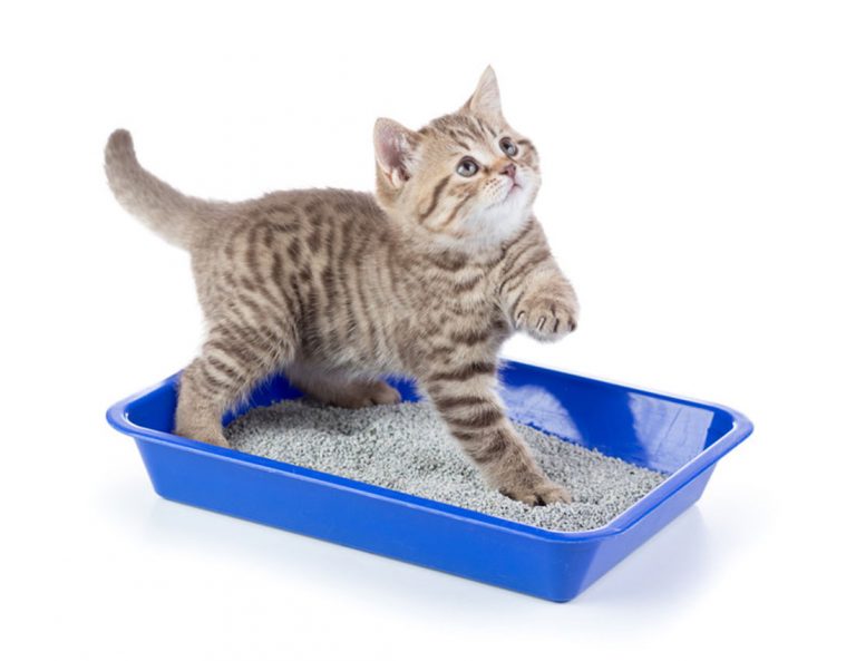 Votre chat disperse de la litière partout ? Découvrez tous nos conseils