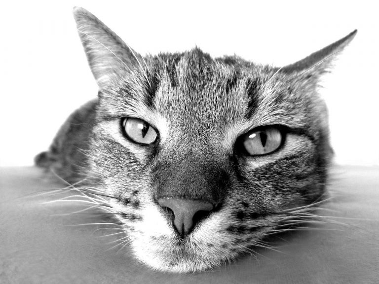 5 signes qui montrent que votre chat est en dépression