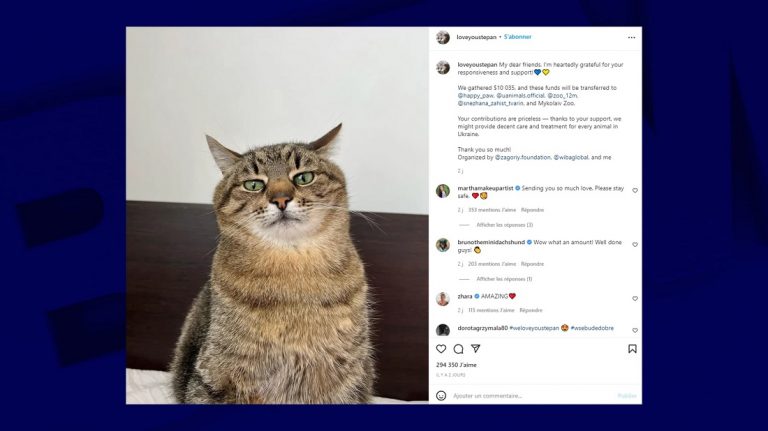 Le chat star d’Instagram en Ukraine a réussi à fuir le pays !