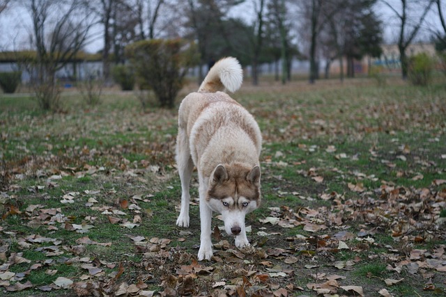 chien peut pas vivre en appartement