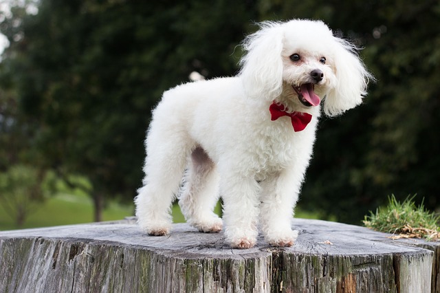 chiens qui ne sentent pas mauvais