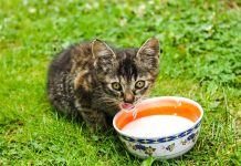 jamais donner du lait à votre chat