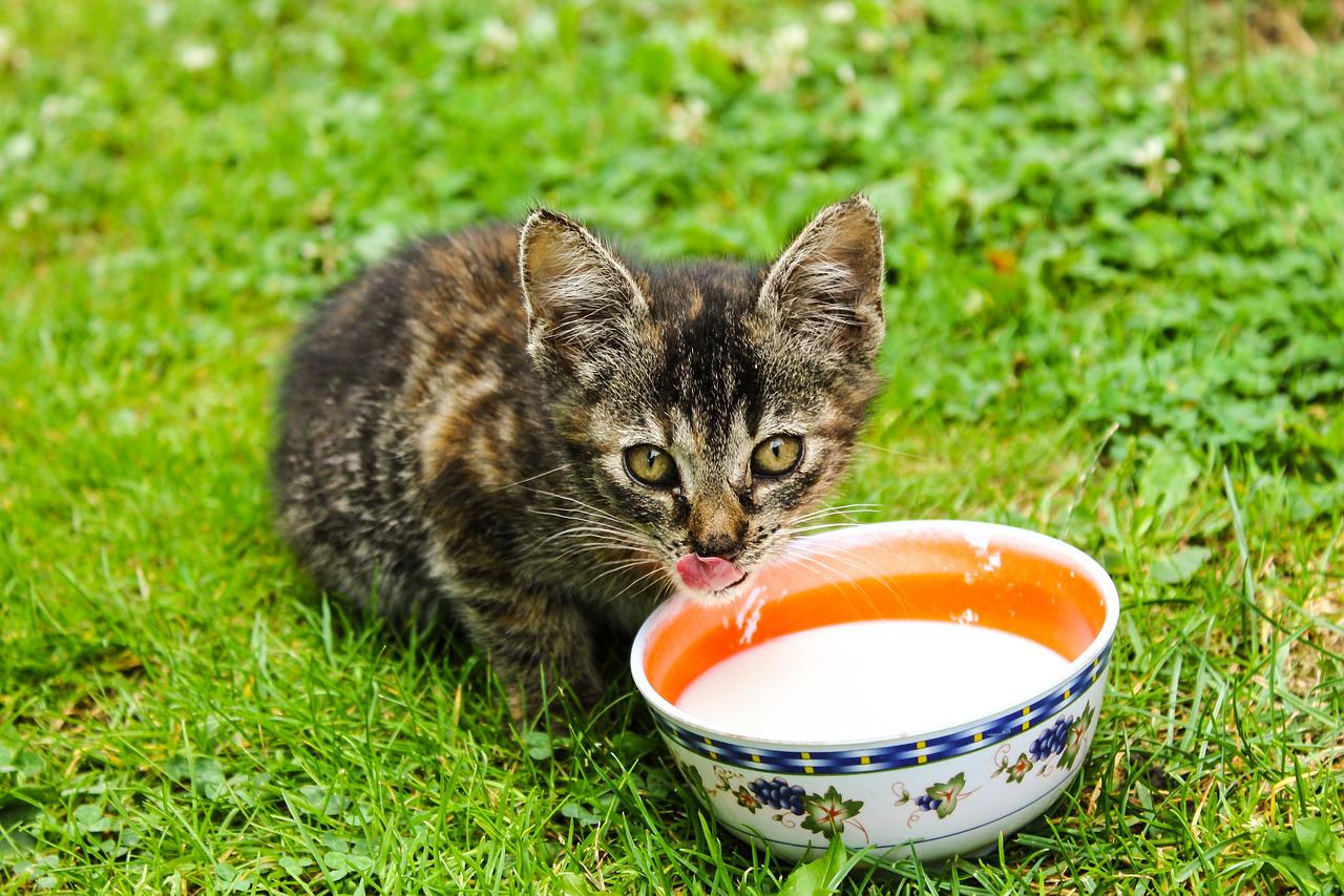 jamais donner du lait à votre chat