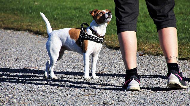 pas promener son chien tous les jours