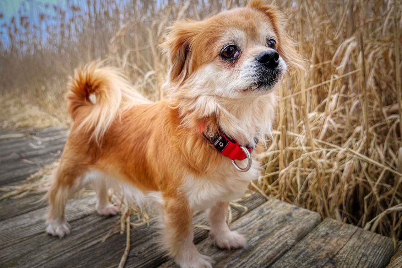 pas promener son chien tous les jours