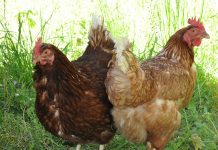 poules pondeuses