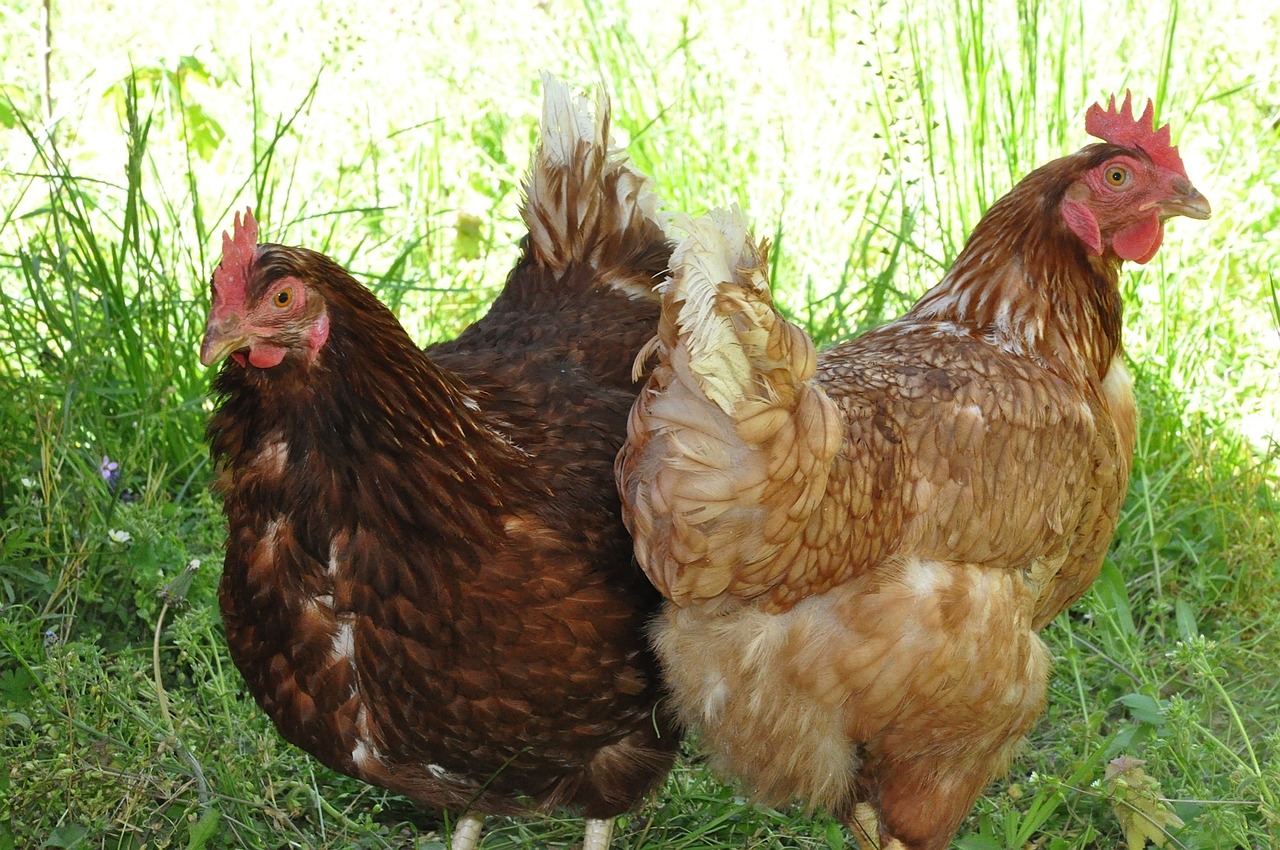 poules pondeuses