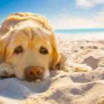 préserver votre chien des grandes chaleurs