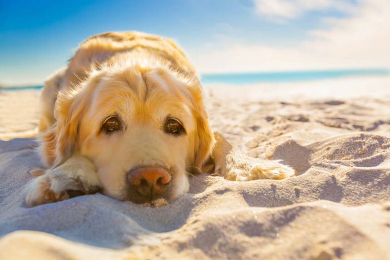 8 astuces pour protéger votre chien des canicules