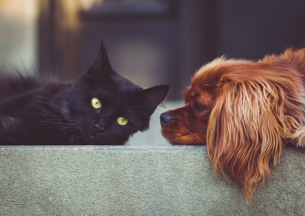 races de chat qui agissent comme des chiens