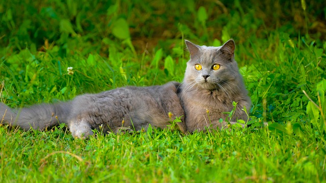 races de chats chasseur