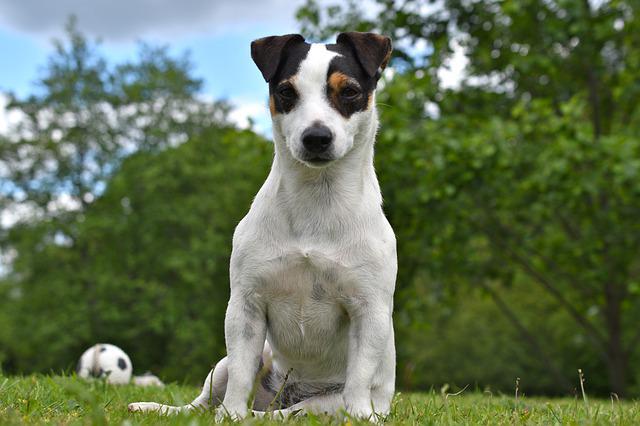 races de chien aiment pas les chats