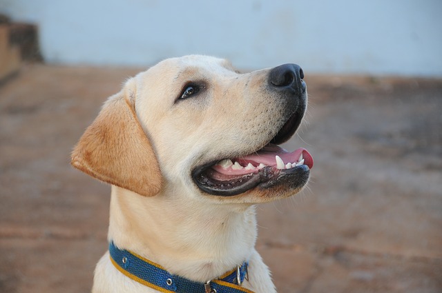 races de chien qui mordent le plus