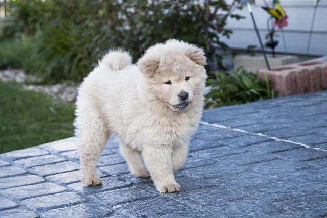 races de chien supportent pas la chaleur