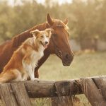 races de chiens compatibles cheval