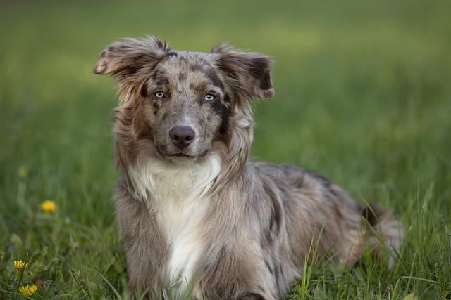 races de chiens les moins souvent malades