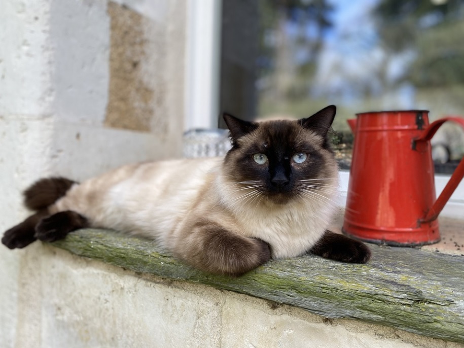 races de chat qui agissent comme des chiens