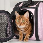 races de chats qui aiment bien voyager