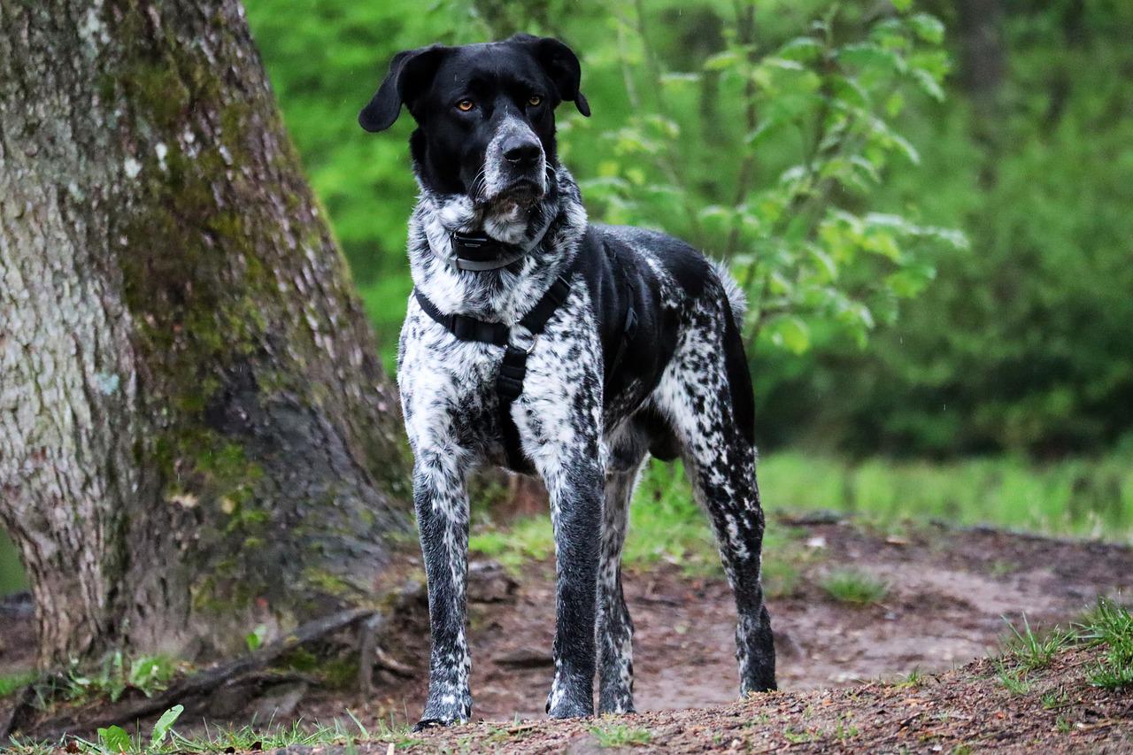 races de chien qui n'aiment pas les chats