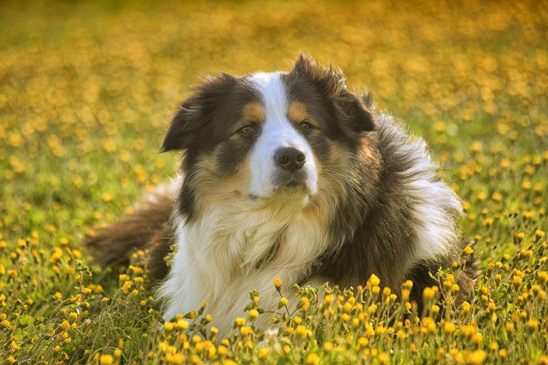 Les 5 races de chiens les moins souvent malades