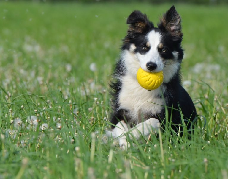 races de chien pas vivre en appartement