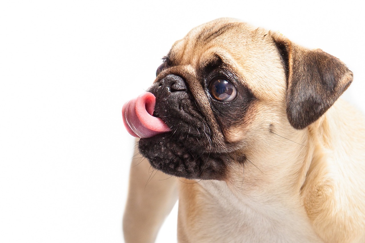 races de chien qui ne fuguent pas