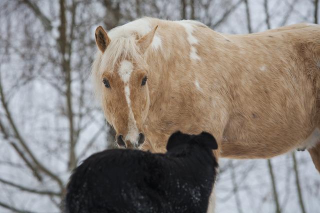 races de chiens compatibles avec un cheval