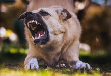 races de chiens agressives