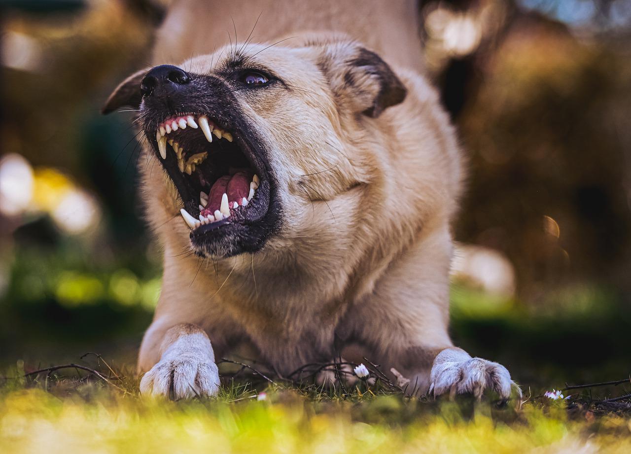 races de chiens agressives