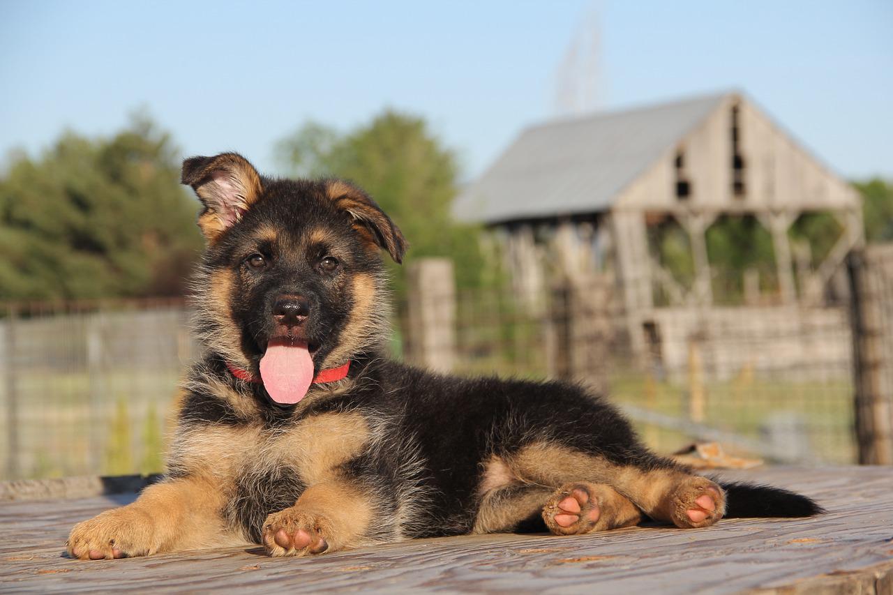 races de chiens les plus obéissantes