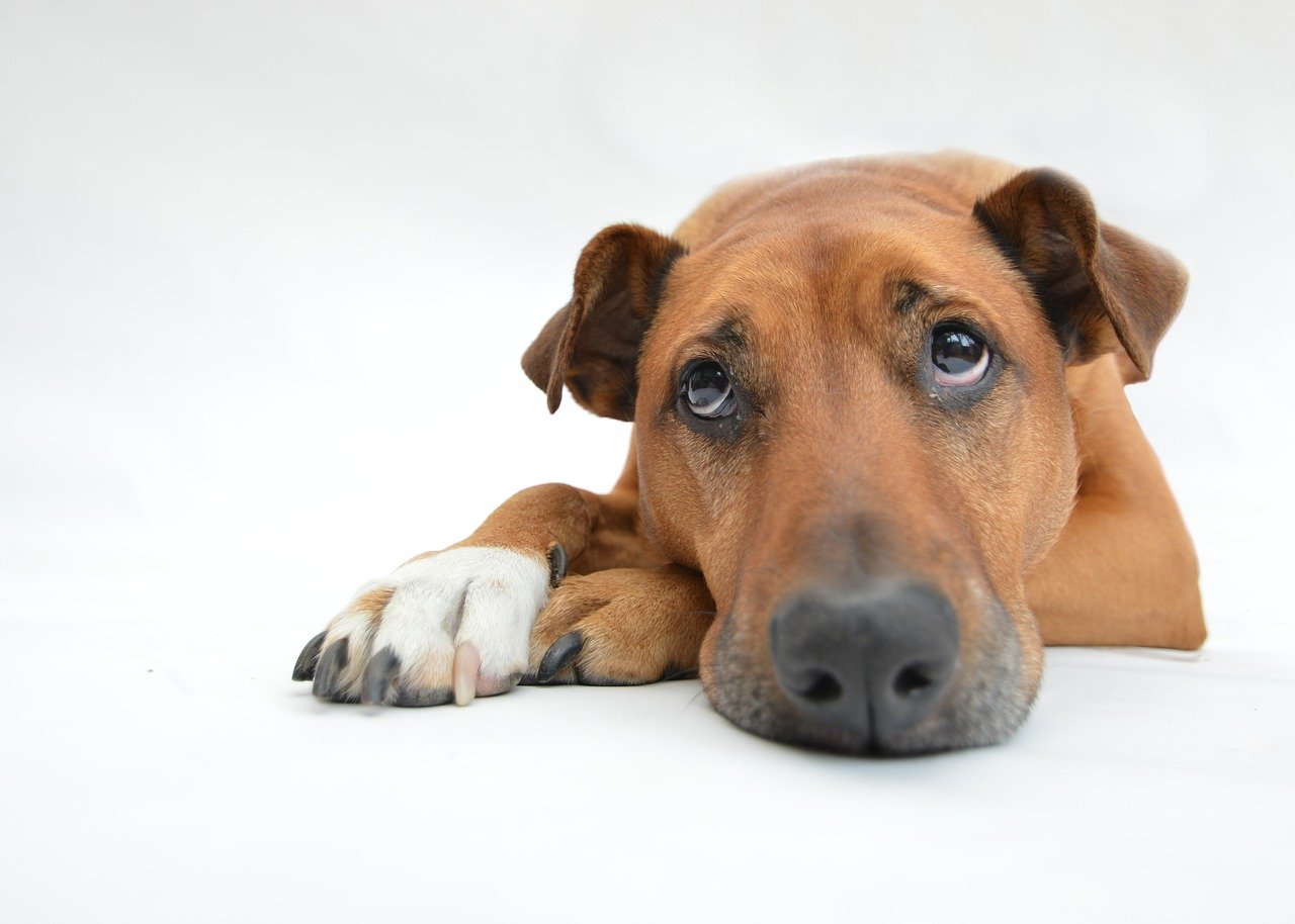 signes chien est en dépression