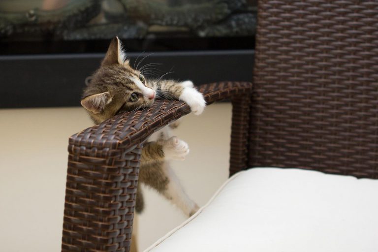Chats qui font du sport : la vidéo hilarante