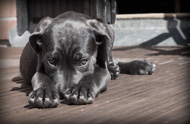 votre chien se sent seul