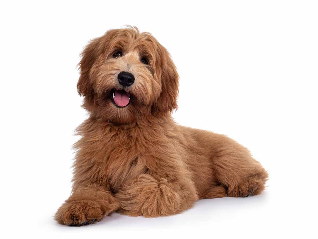 Labradoodle